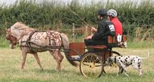 Dalmatian Welfare » Carriage Dog