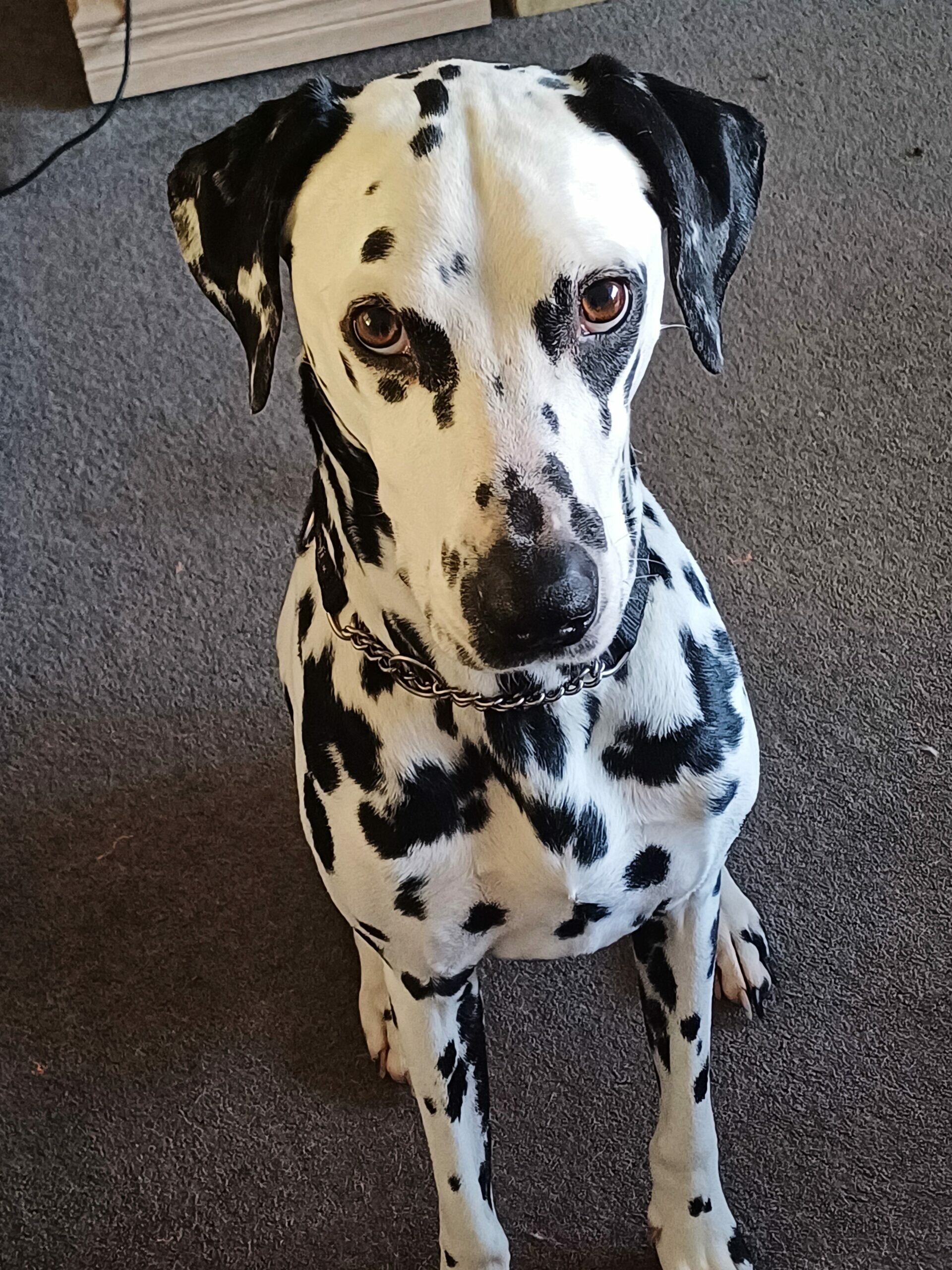 Image of Dog