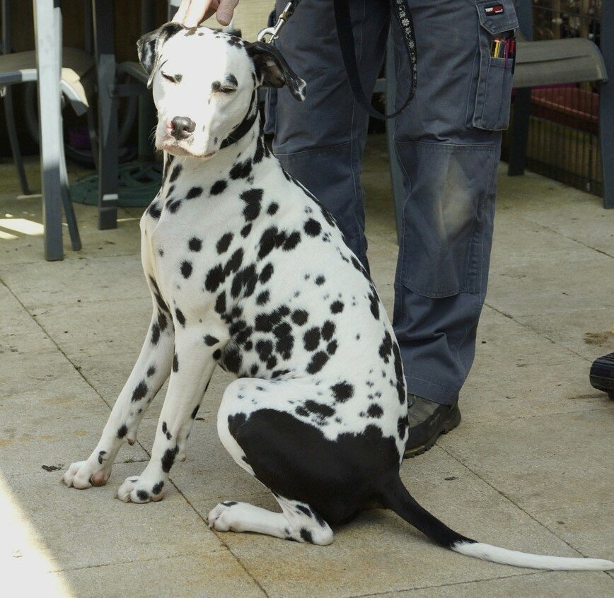 Image of Dog