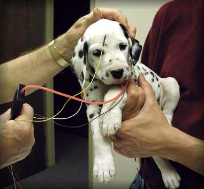 Dalmatian puppy being BAER hearing tested.